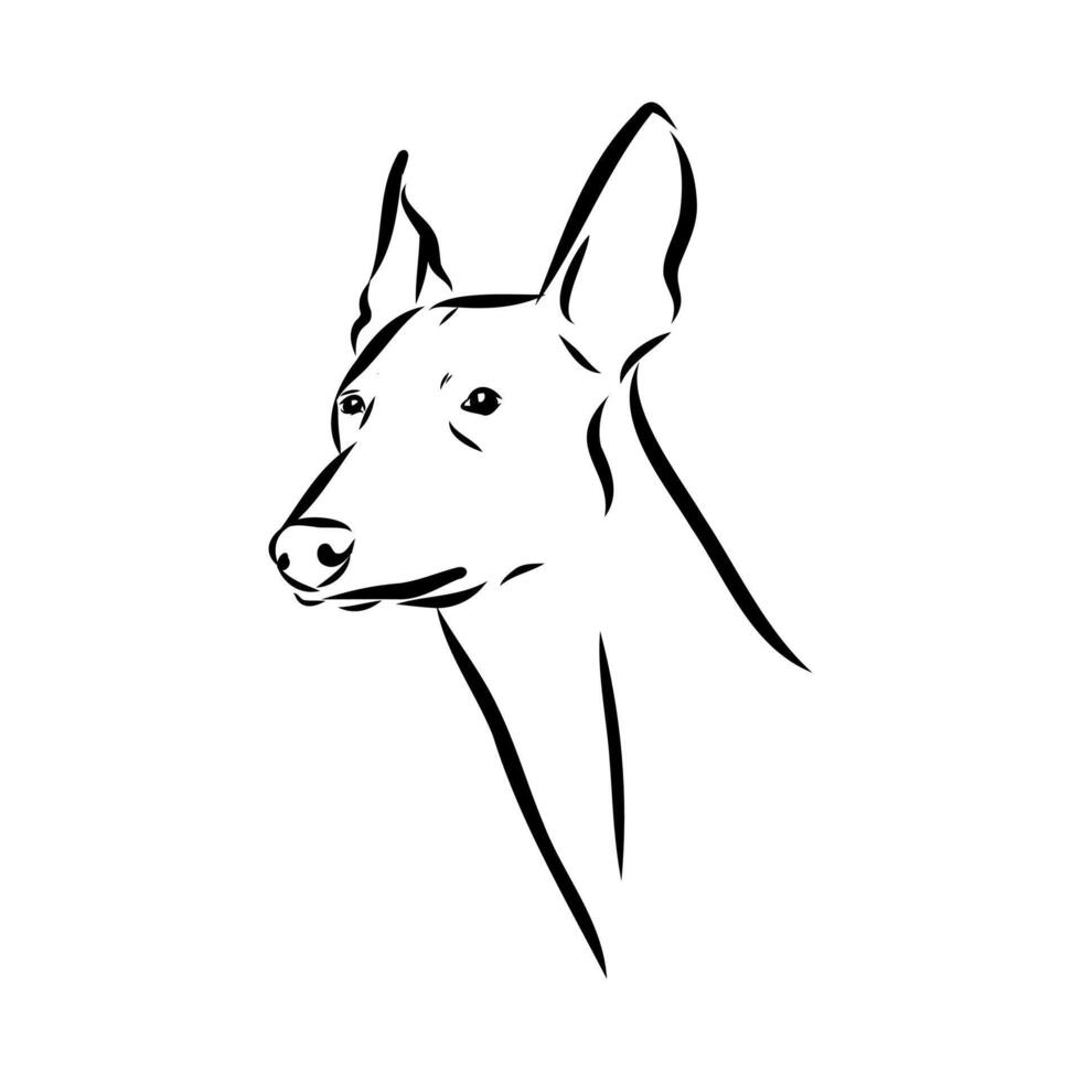 South African guard dog africanis sketch vector