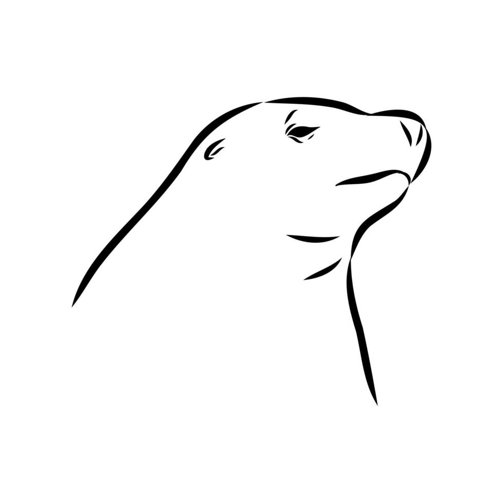 the head of a large sea lion vector