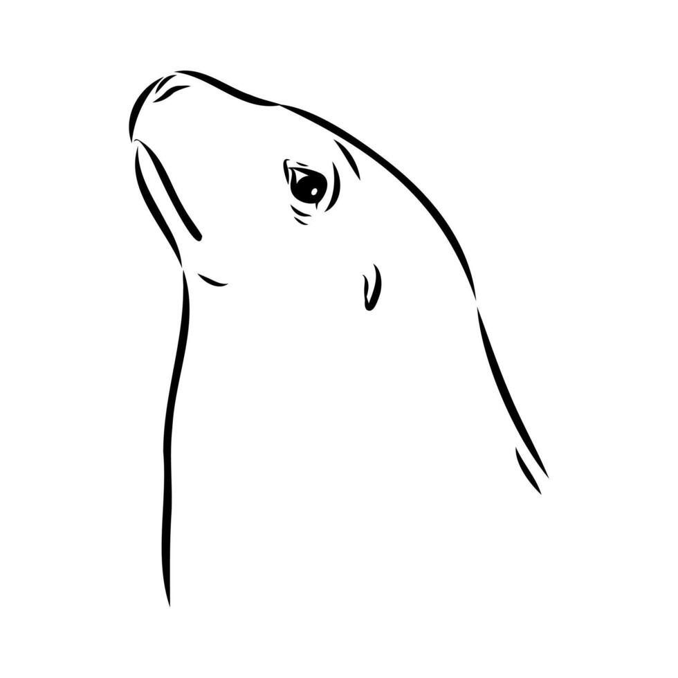 sea lion head handmade sketch vector