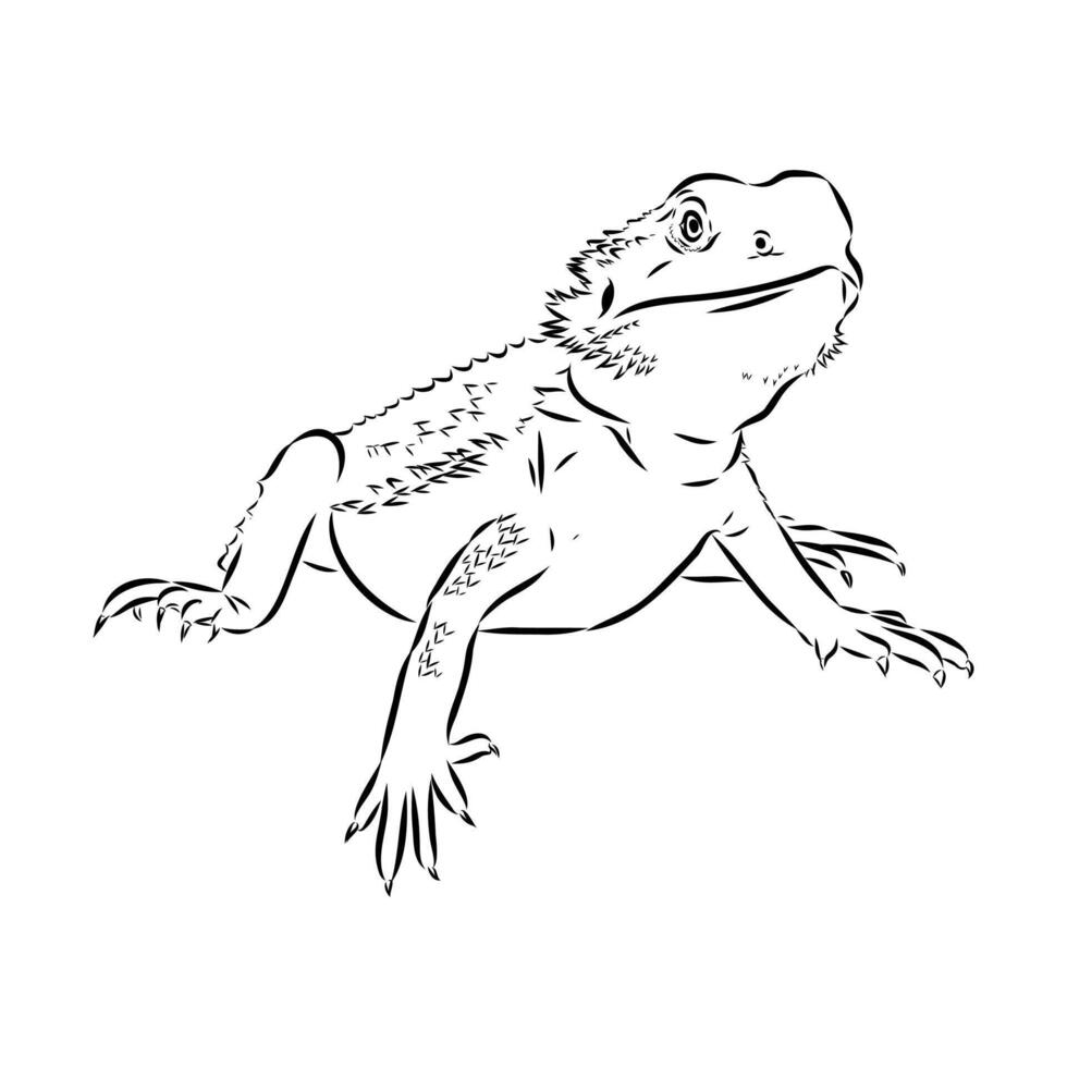Agama long-tailed lizard drawing vector