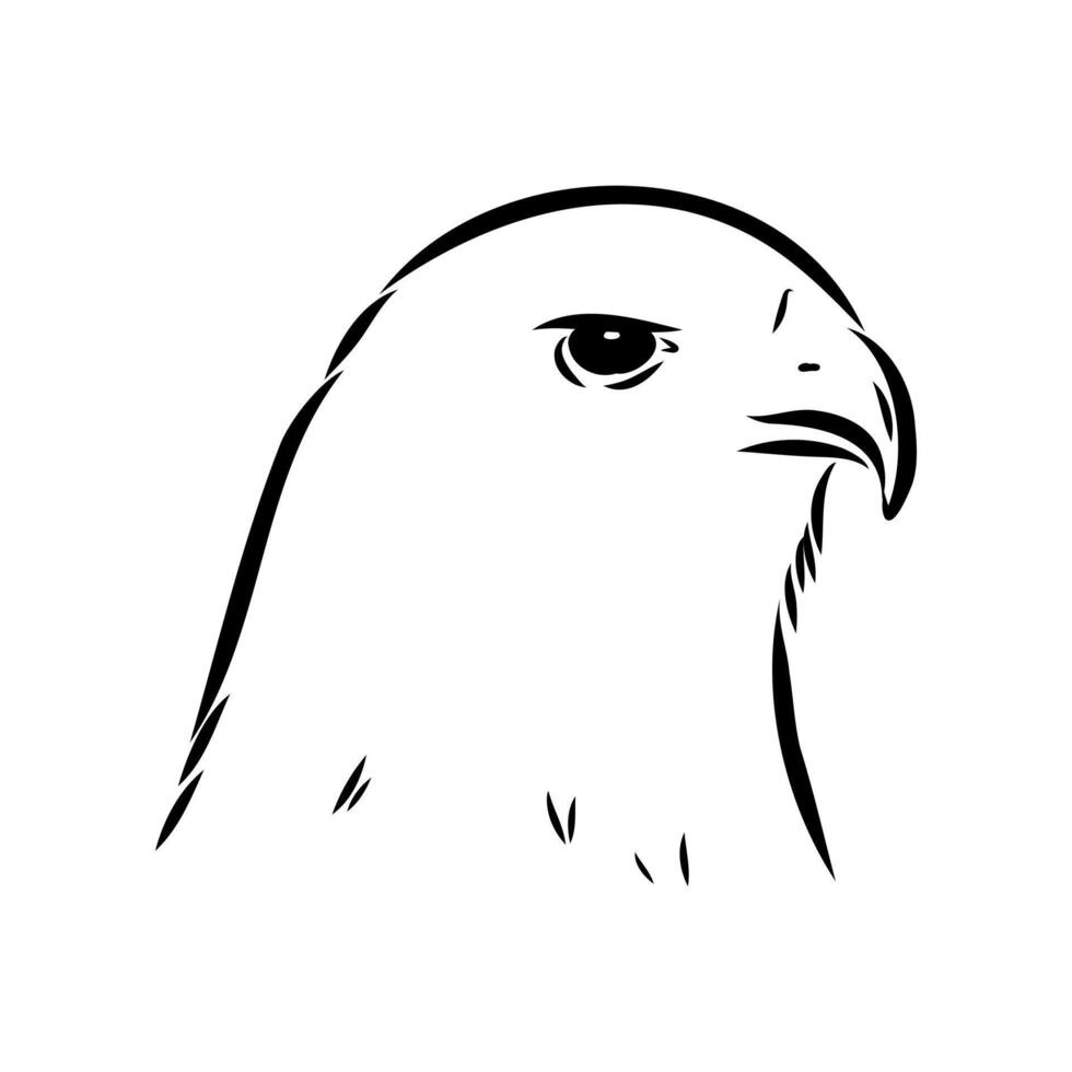 The head of the aguya eagle buzzard vector