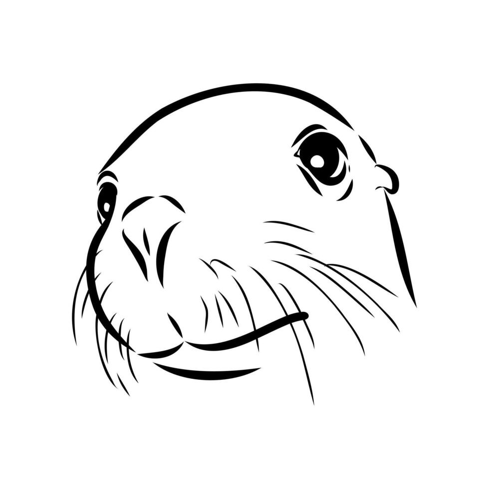 the head of a large mammal sea lion vector
