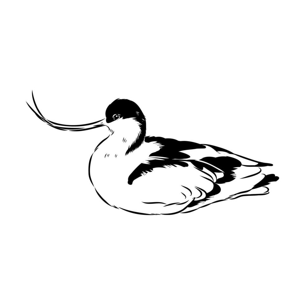 wading bird sandpiper hand sketch vector