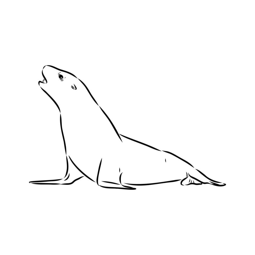 sea lion hand sketch vector