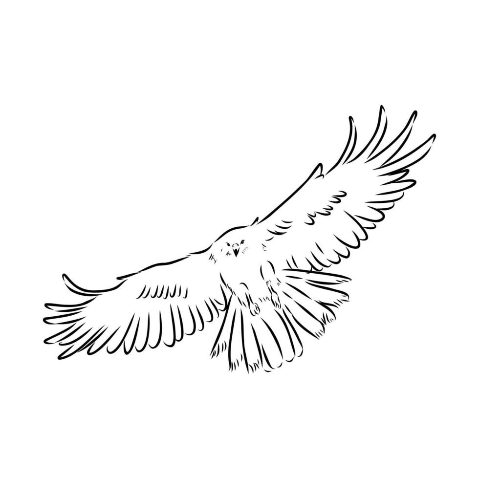 Australian brown hawk hand-drawn vector