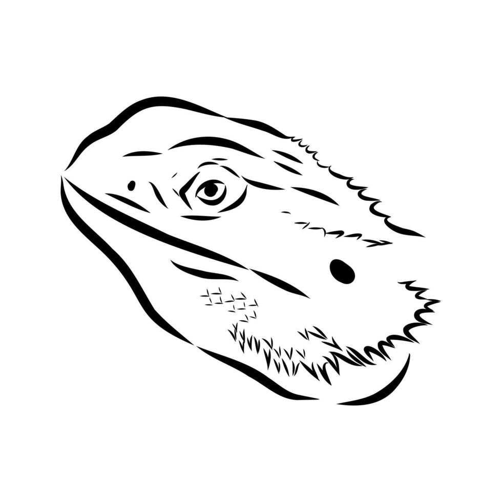 agama reptile sketchWeb vector