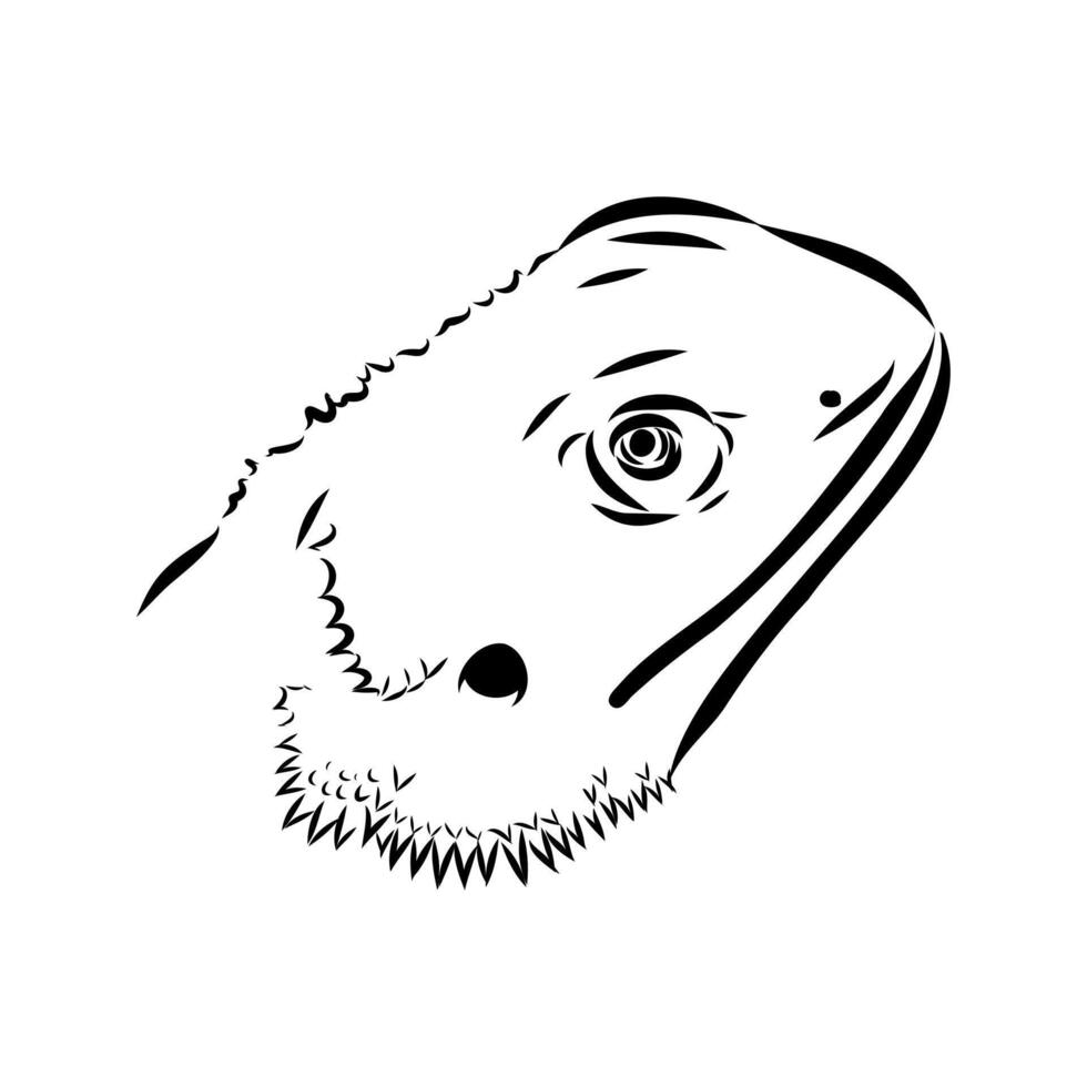 agama reptile black and white sketch vector