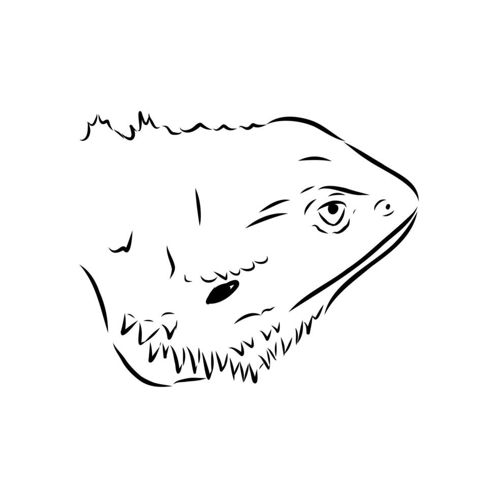 agama lizard head vector
