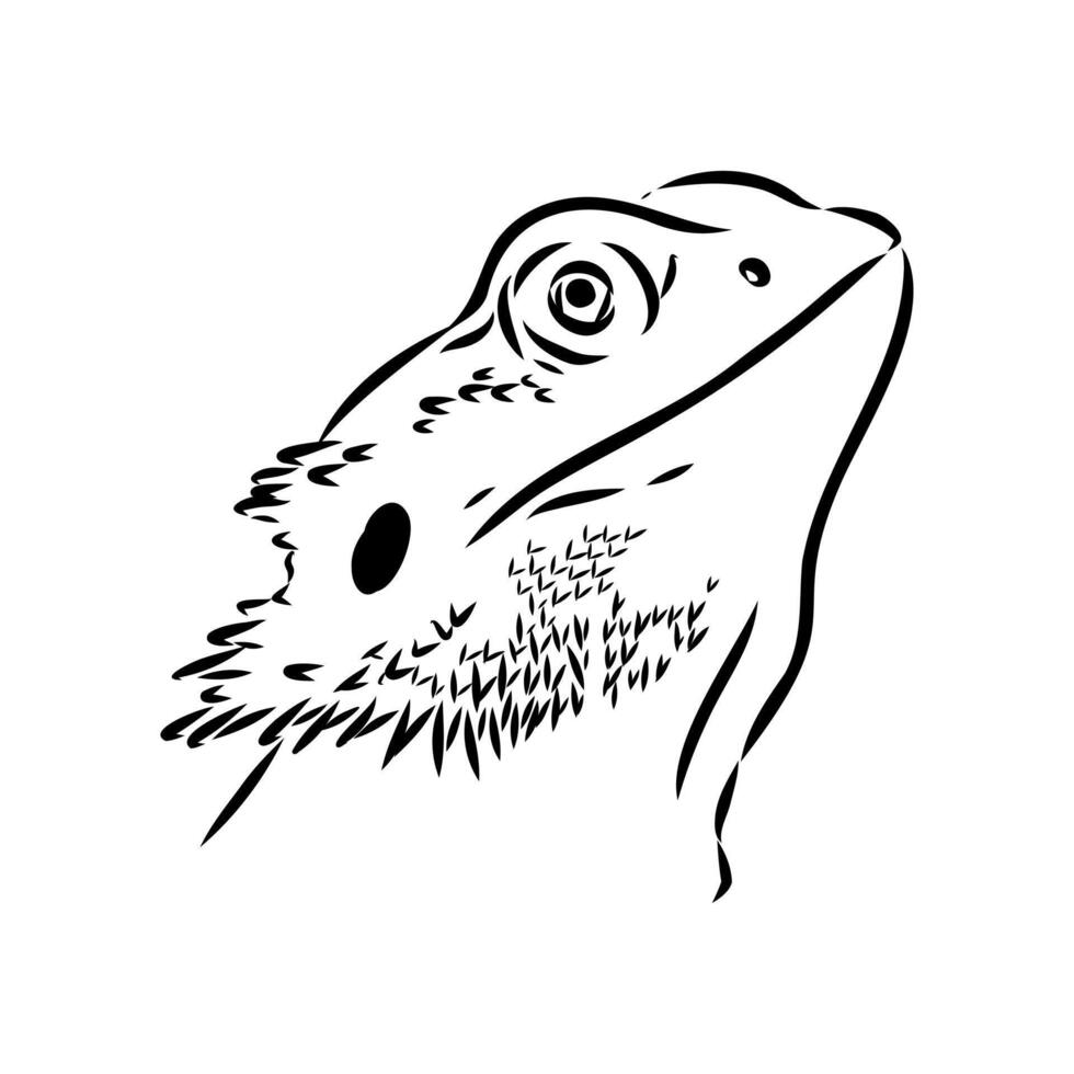 Agama reptile drawing vector