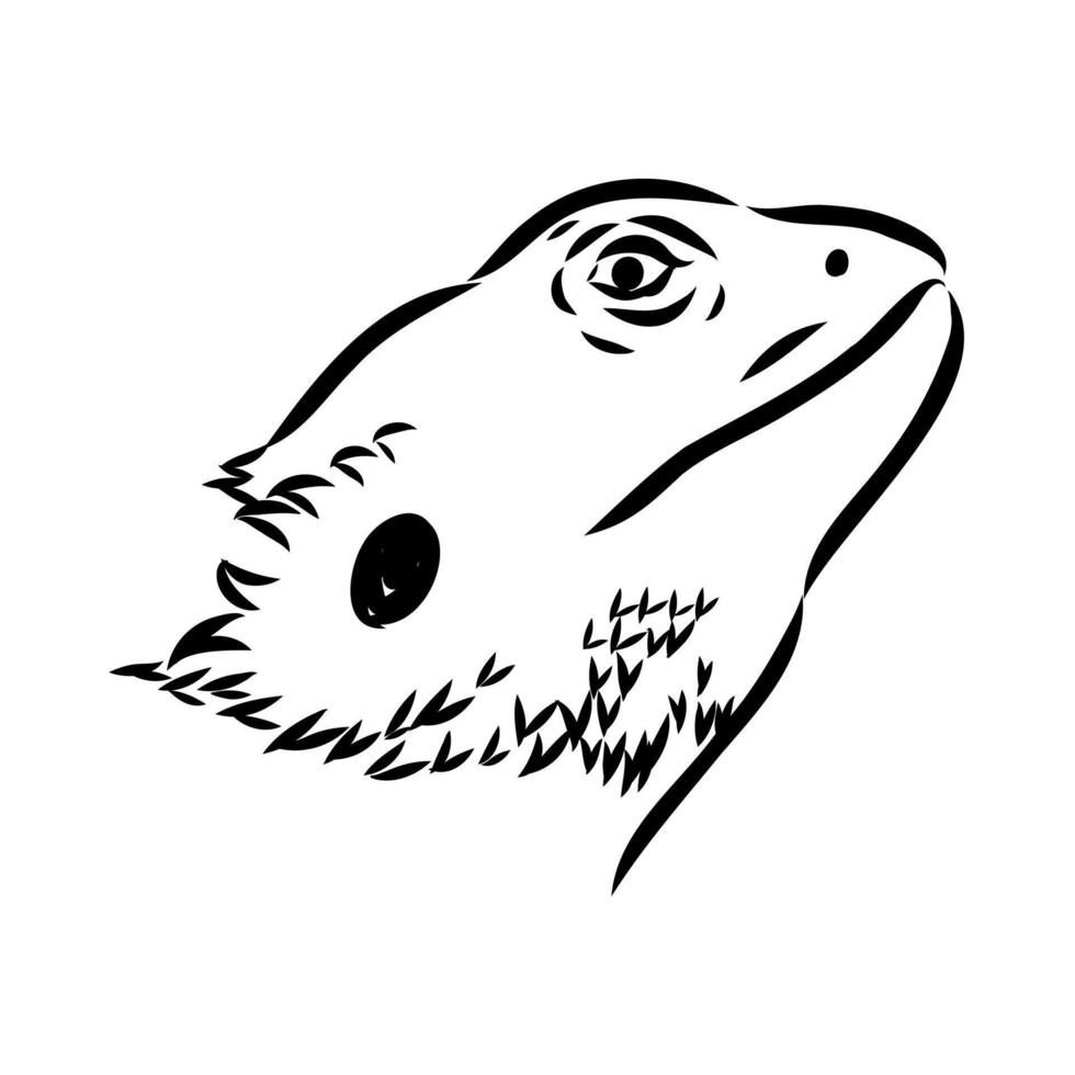 Agama lizard head drawing vector