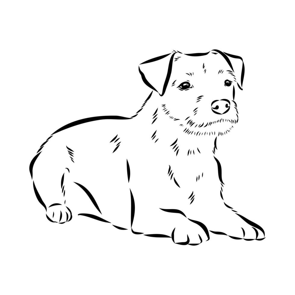 wire-haired border terrier hound hand sketch vector