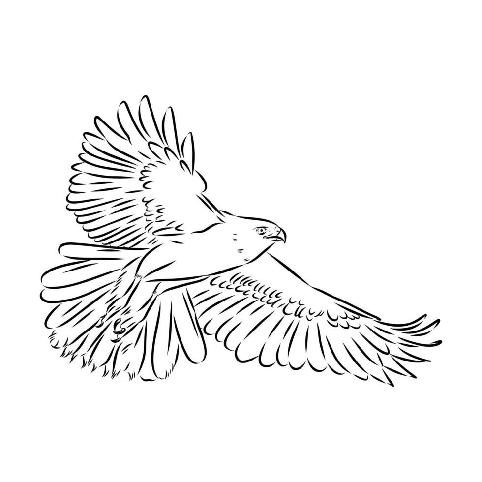 Brown hawk in flight drawing vector