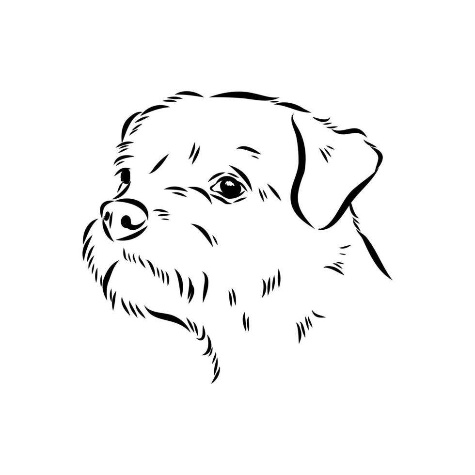 little British Border Terrier hound sketch vector