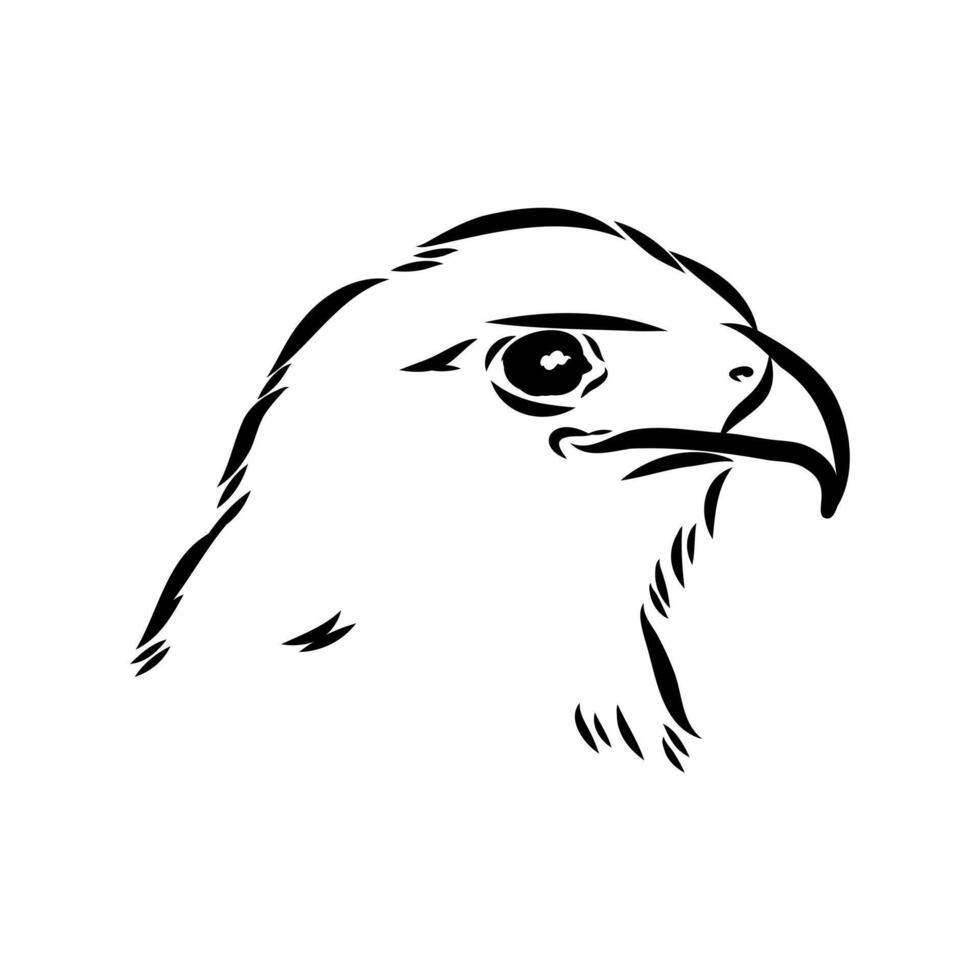 Brown hawk drawing vector