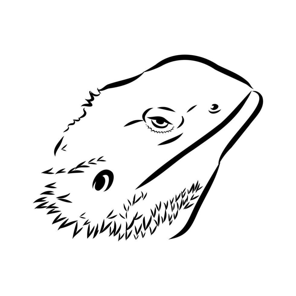 reptile bearded agama handmade sketch vector