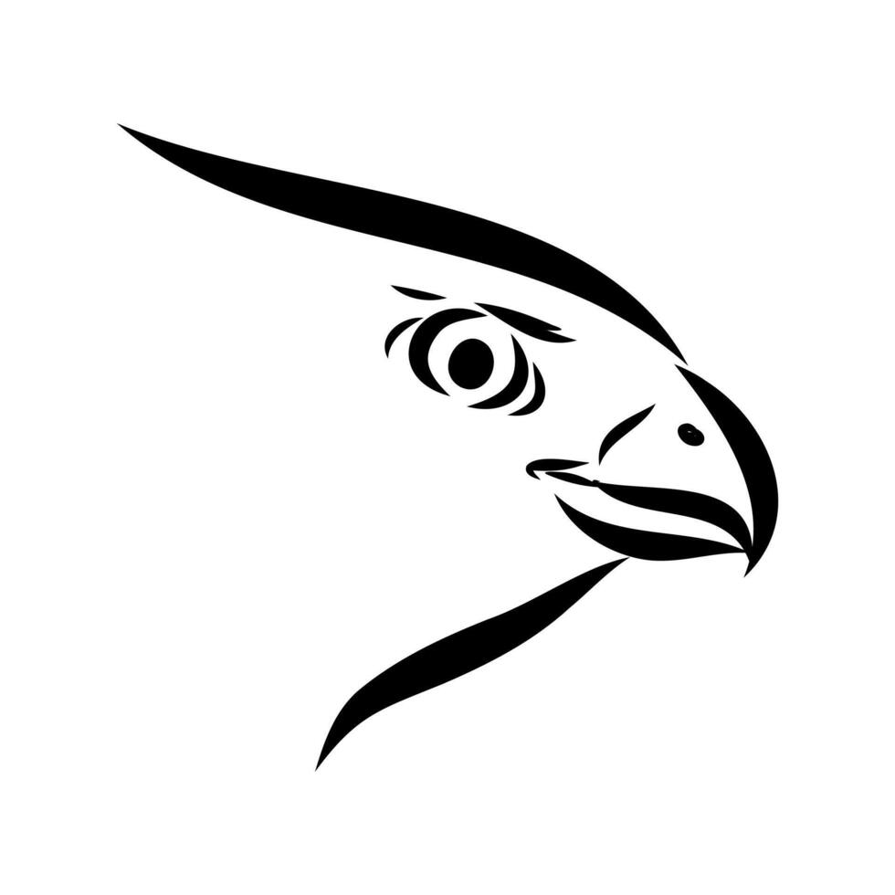 Australian brown hawk head sketch vector