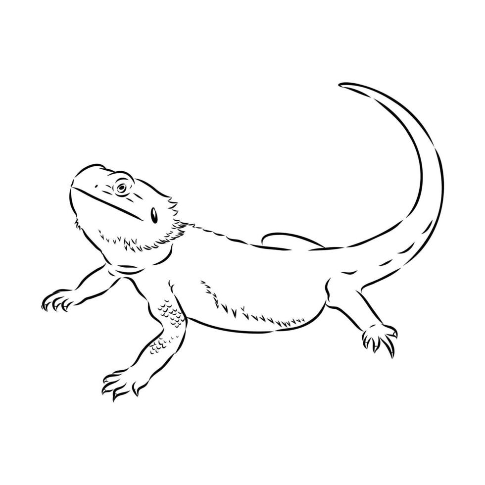 agama lizard hand sketch vector