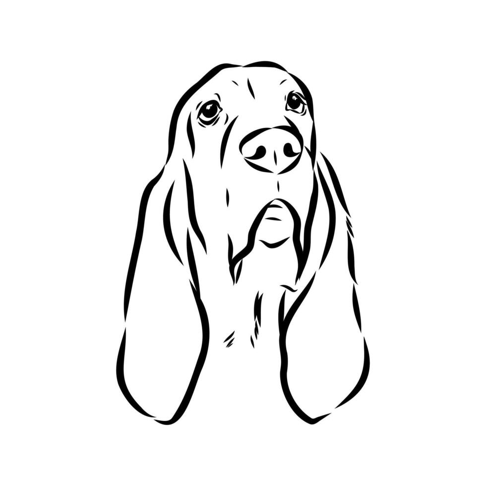The head of a Belgian bloodhound dog sketch vector