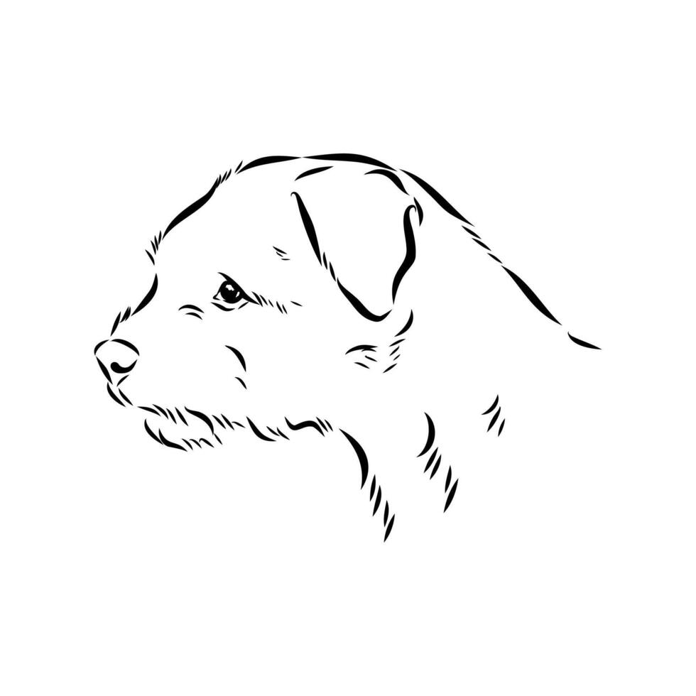 The head of a hunting dog border Terrier drawing vector