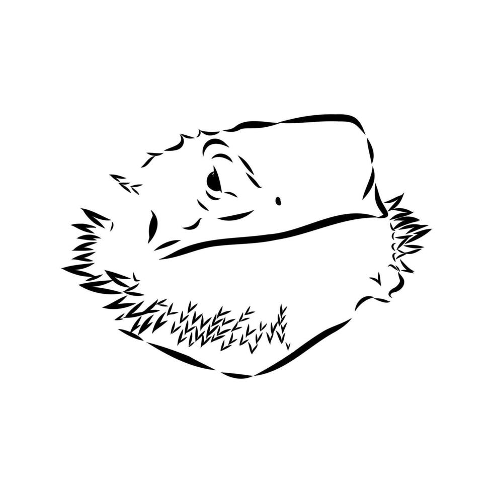 agama reptile hand sketch vector