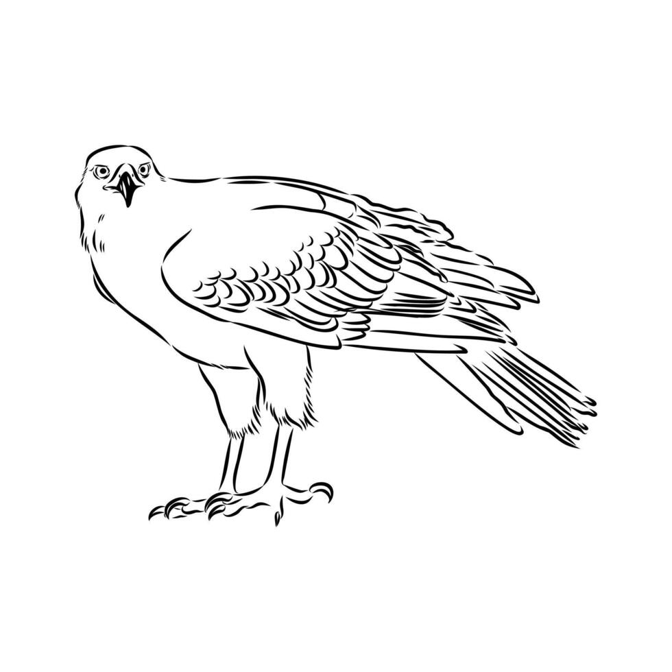 predator brown hawk vector