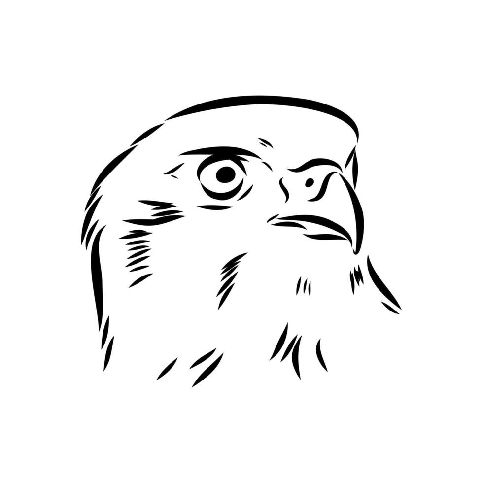brown hawk's head black and white drawing vector