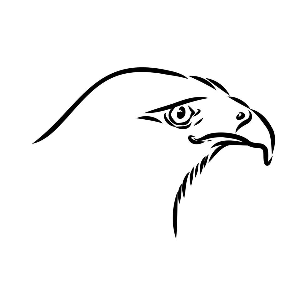 Australian brown hawk head drawing vector