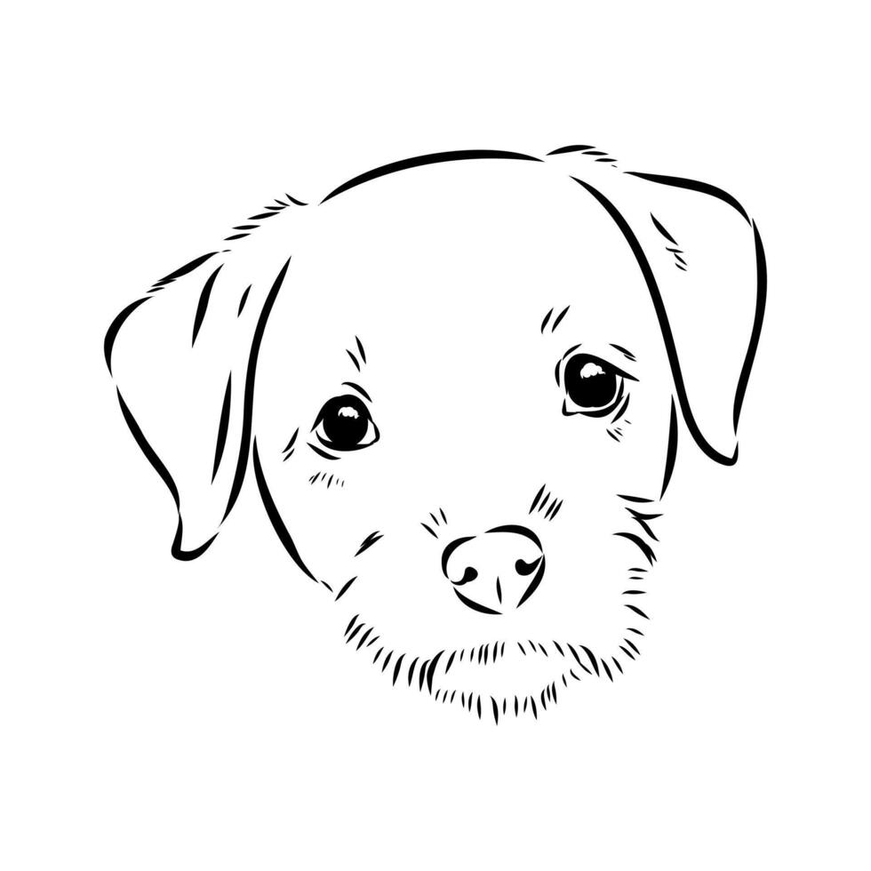 little border Terrier hound vector