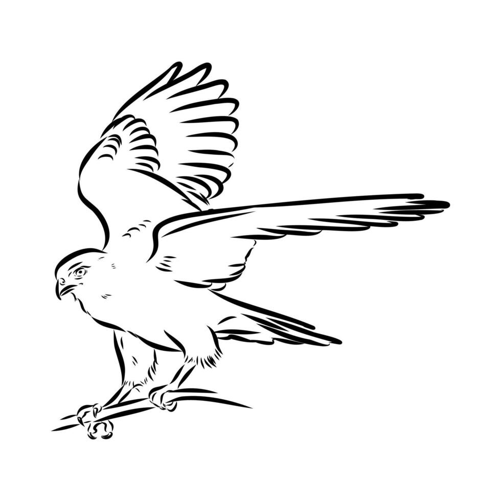 Australian brown hawk sketch vector