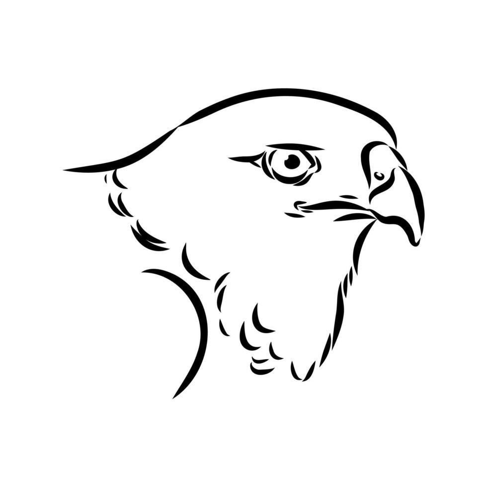 brown hawk head hand sketch vector