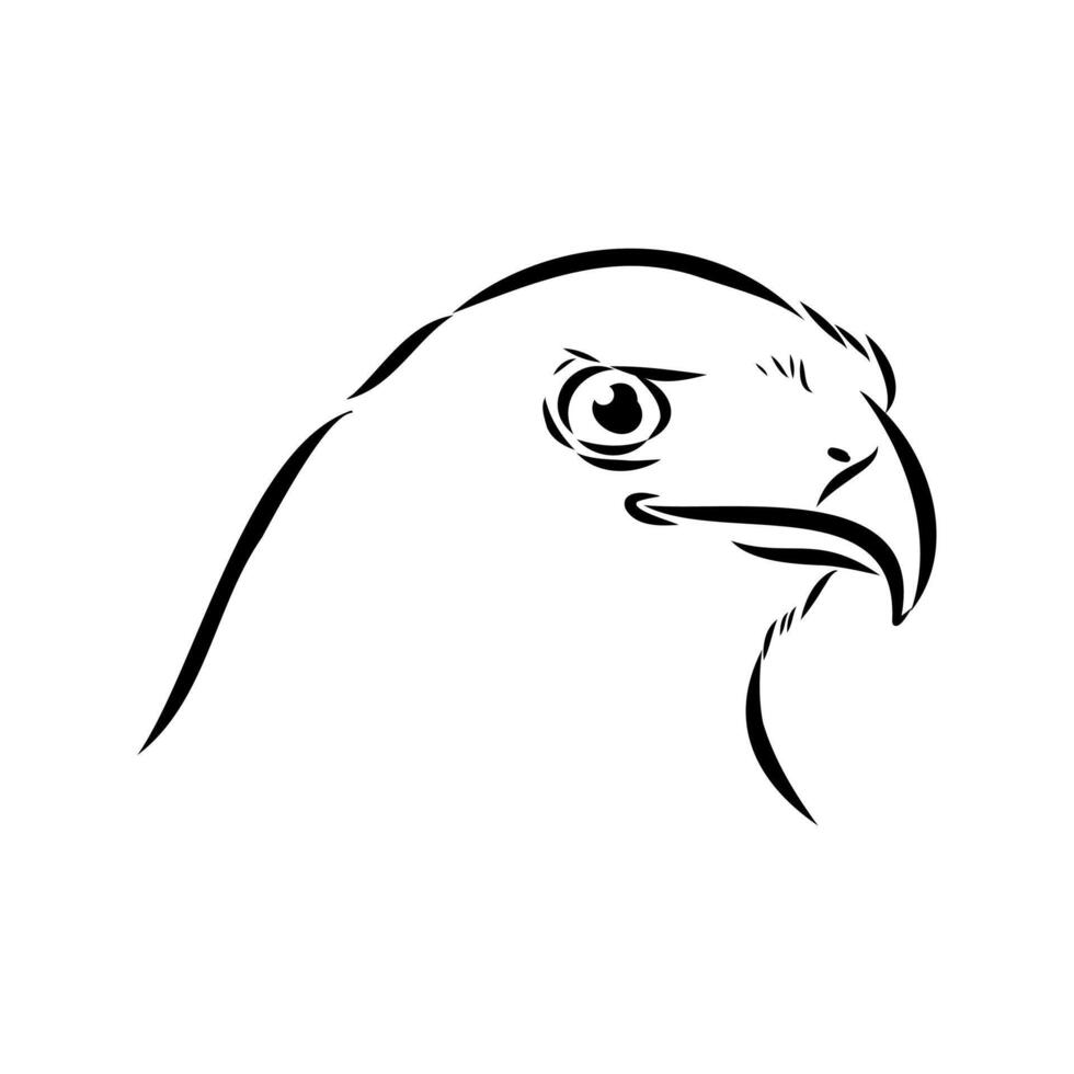 The brown hawk bird vector