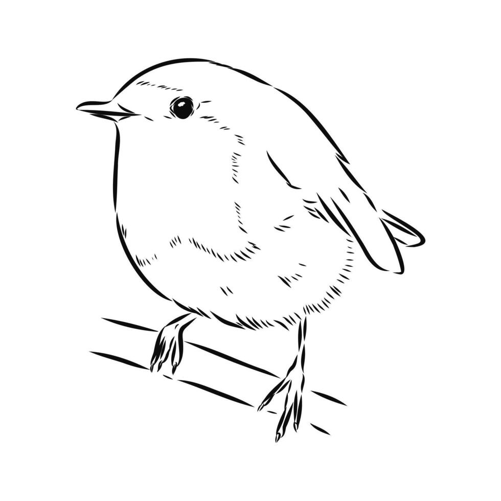 the migratory robin bird vector