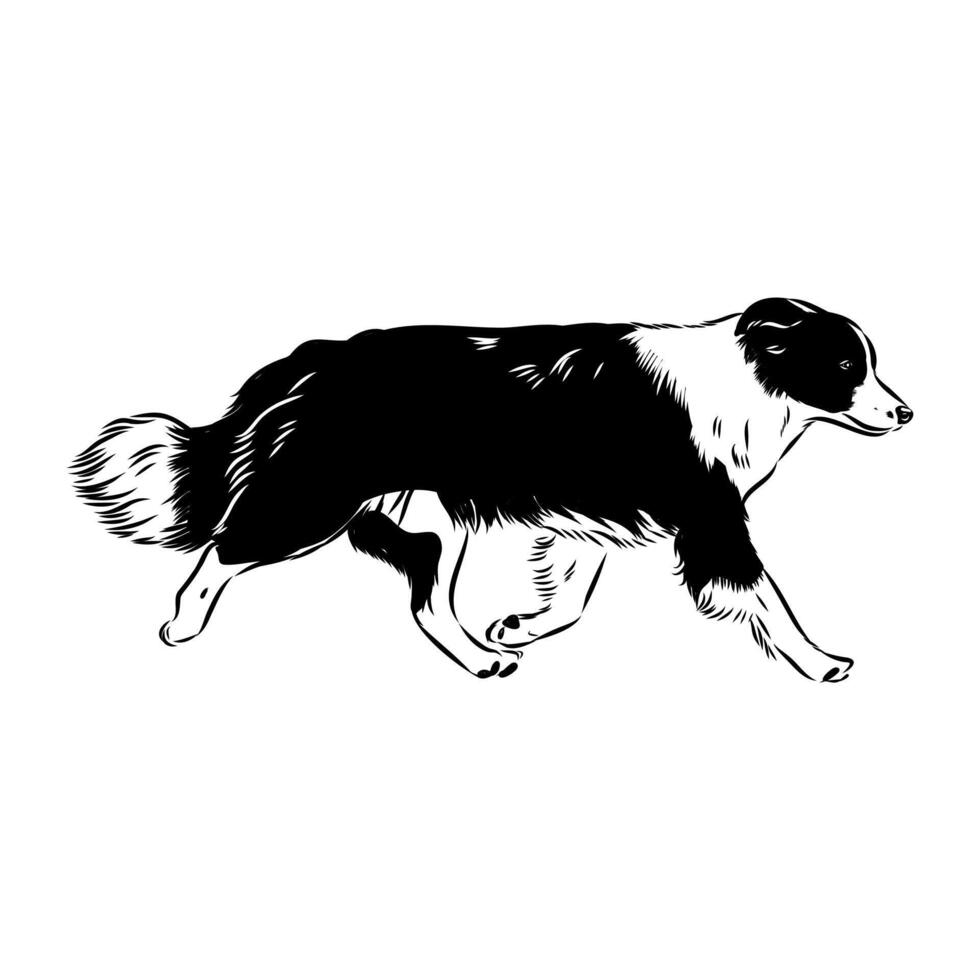border collie breed dog drawing vector