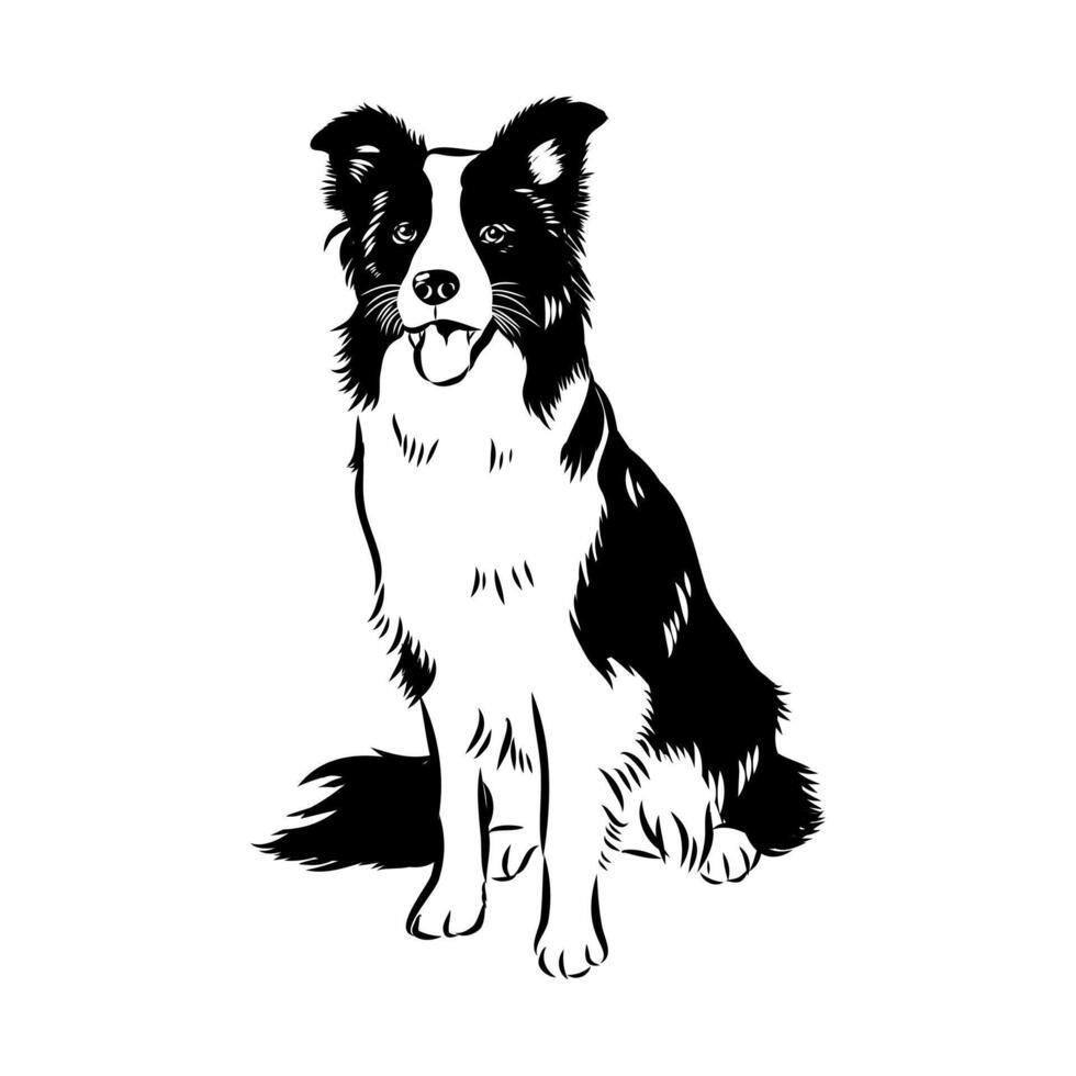 border collie dog sketch vector