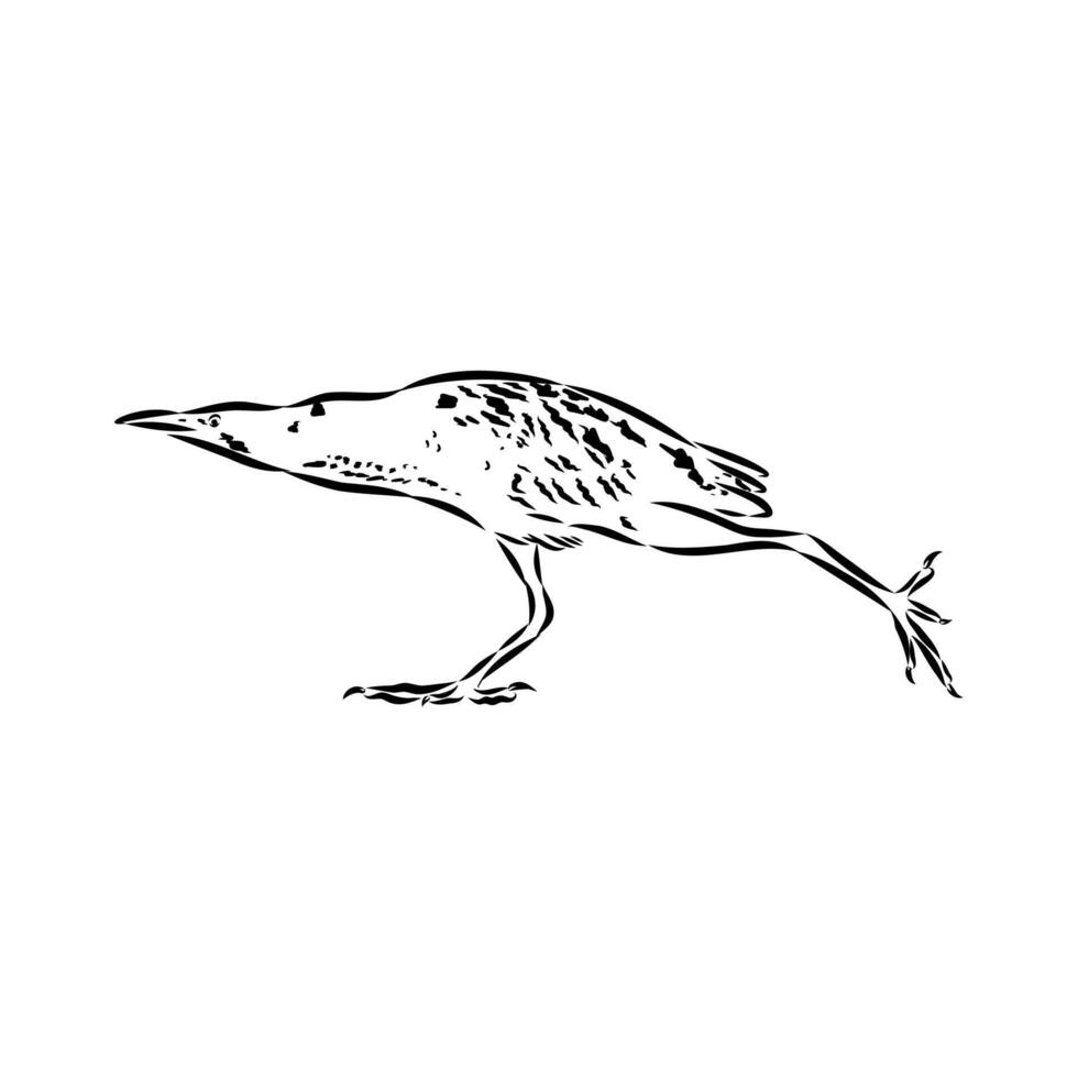 A migratory bird drink vector