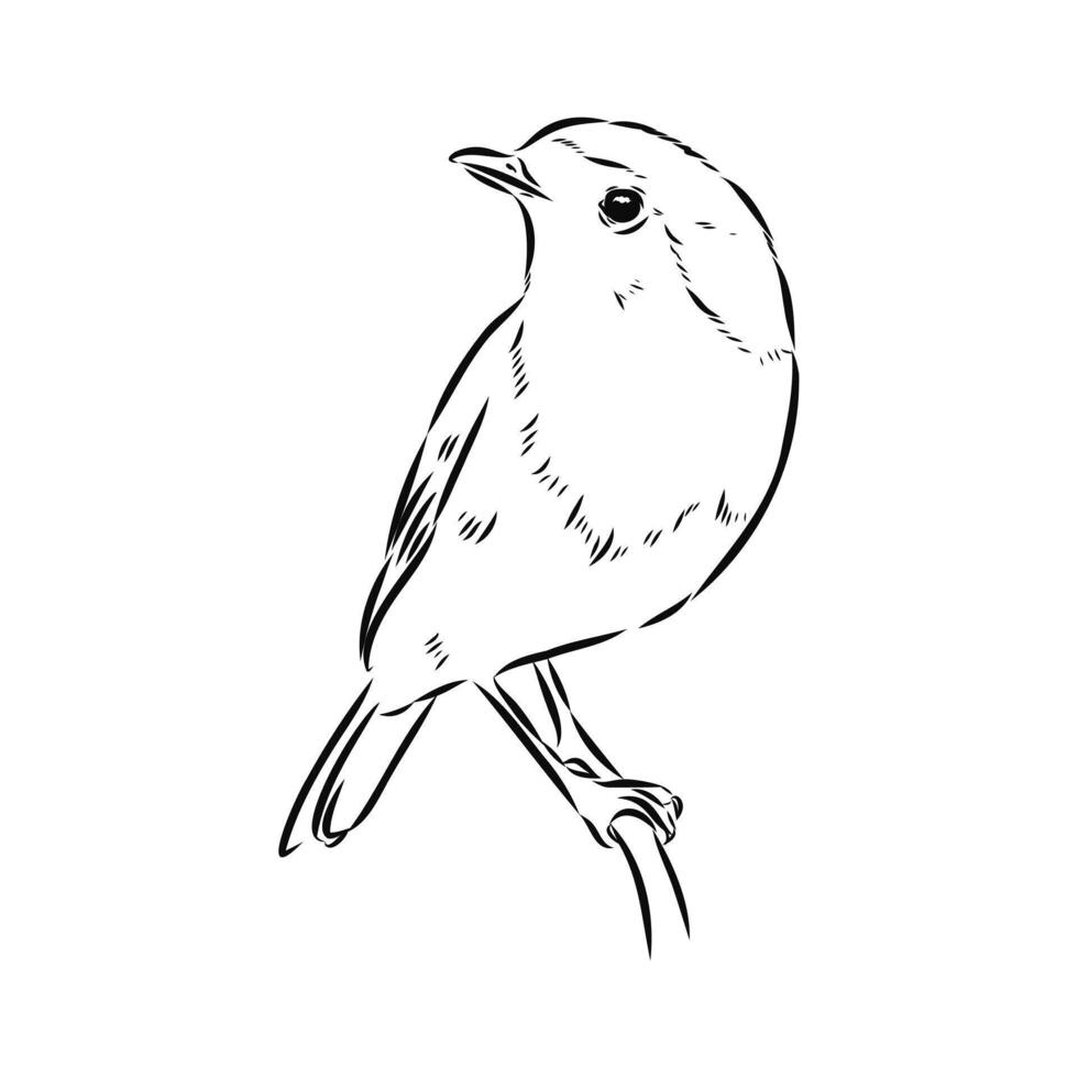 migratory bird robin drawing vector