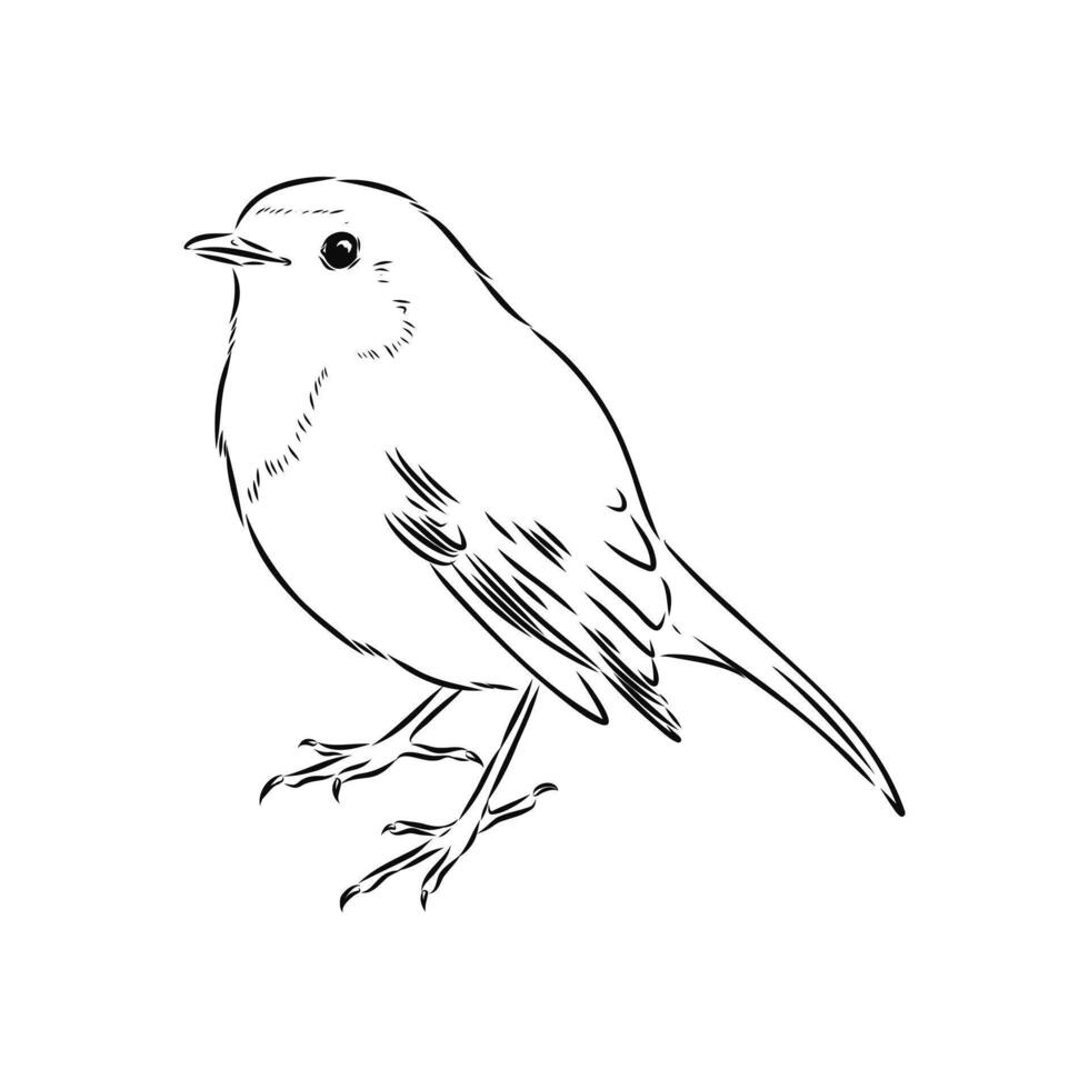 beautiful robin bird sketch vector