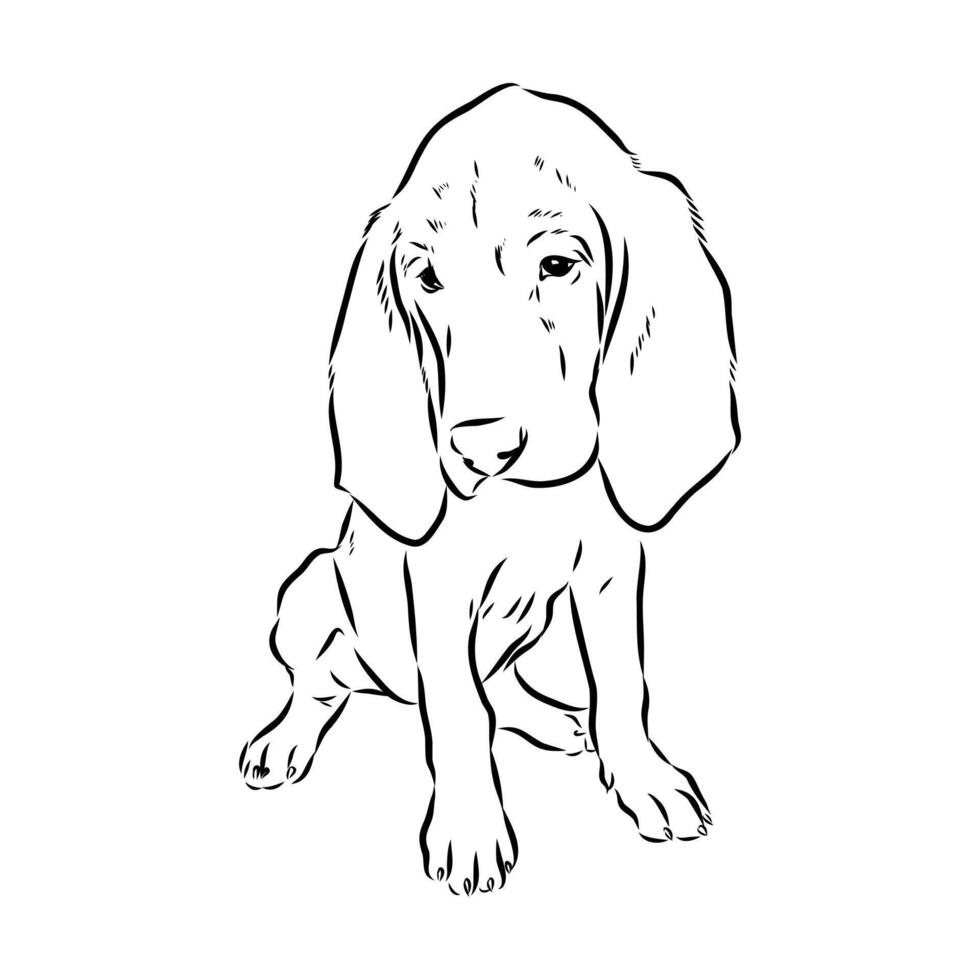 Belgian bloodhound sketch vector