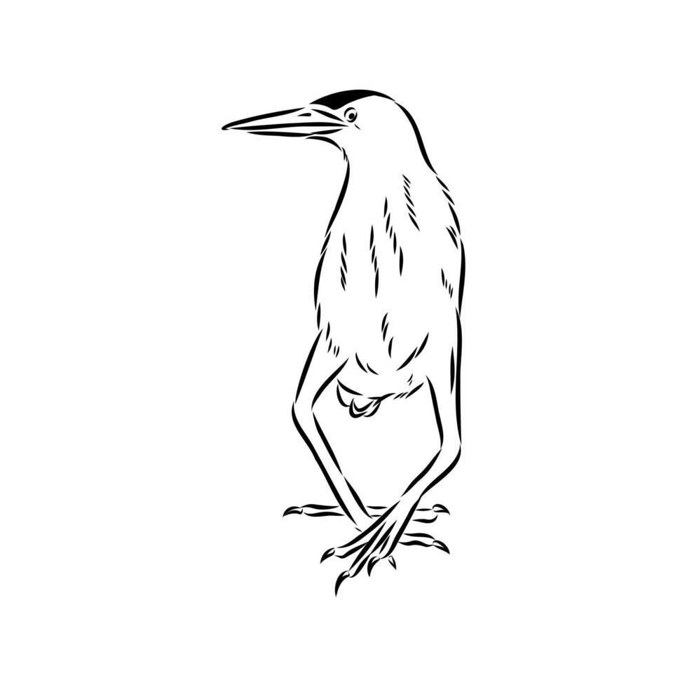 Bird drink black and white sketch vector