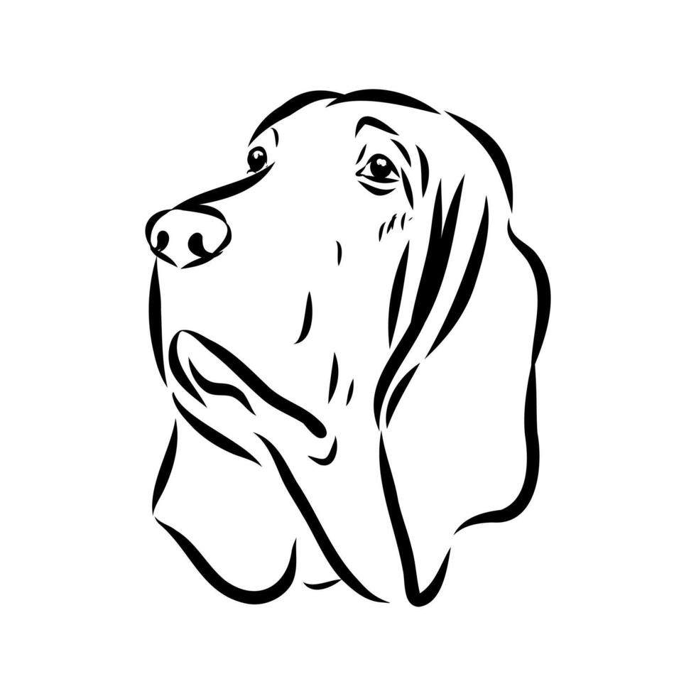 Bloodhound head bloodhound sketch vector