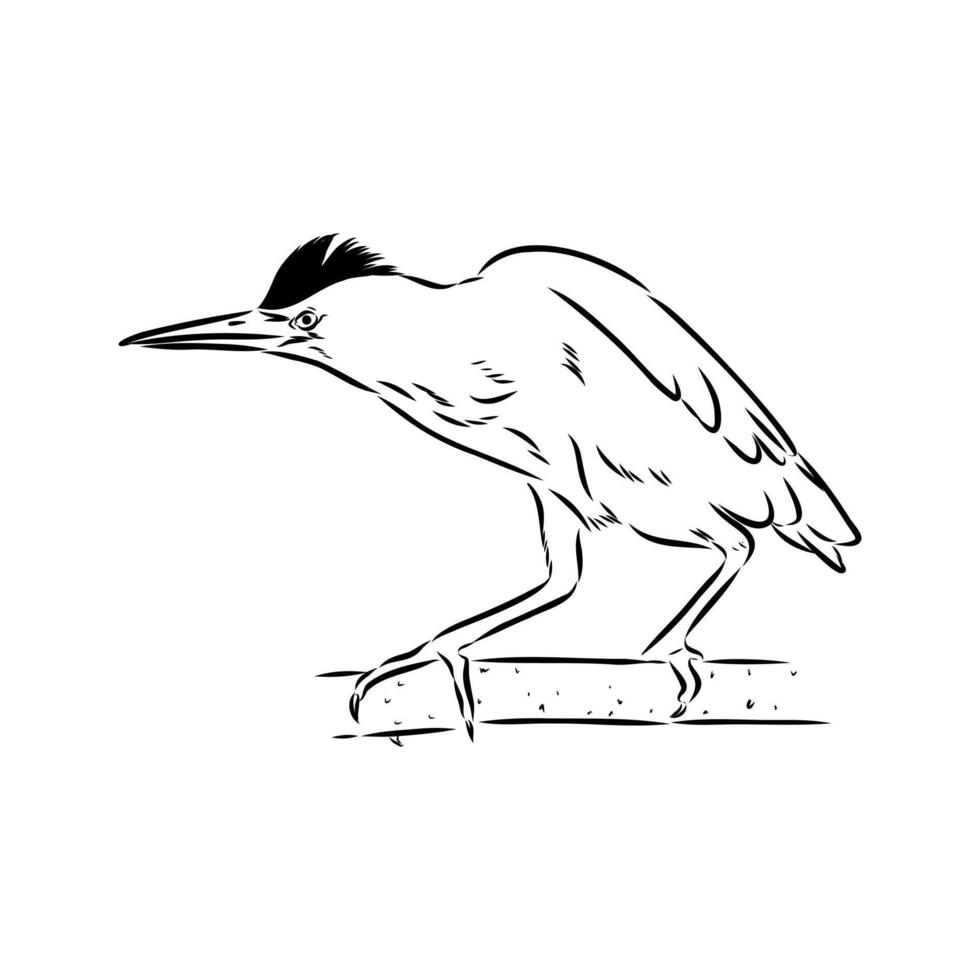 Migratory bird drink handmade sketch vector