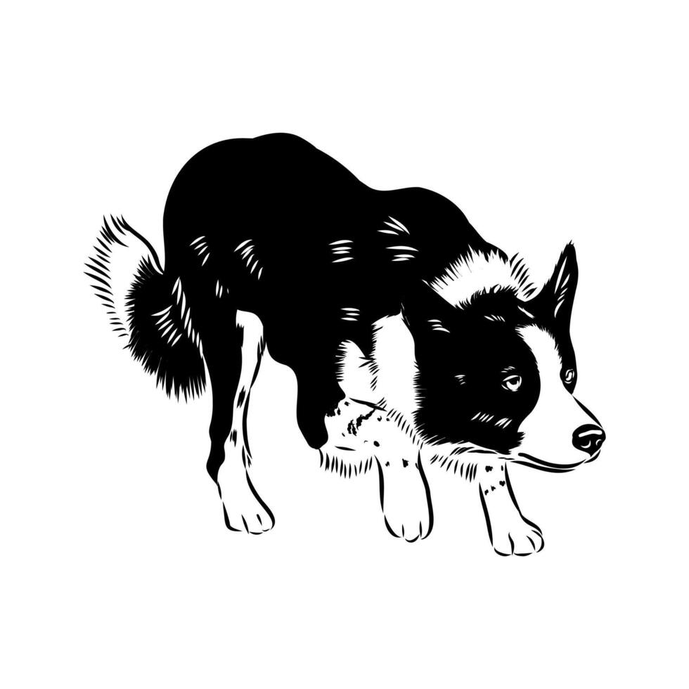 smart shepherd dog border collie vector