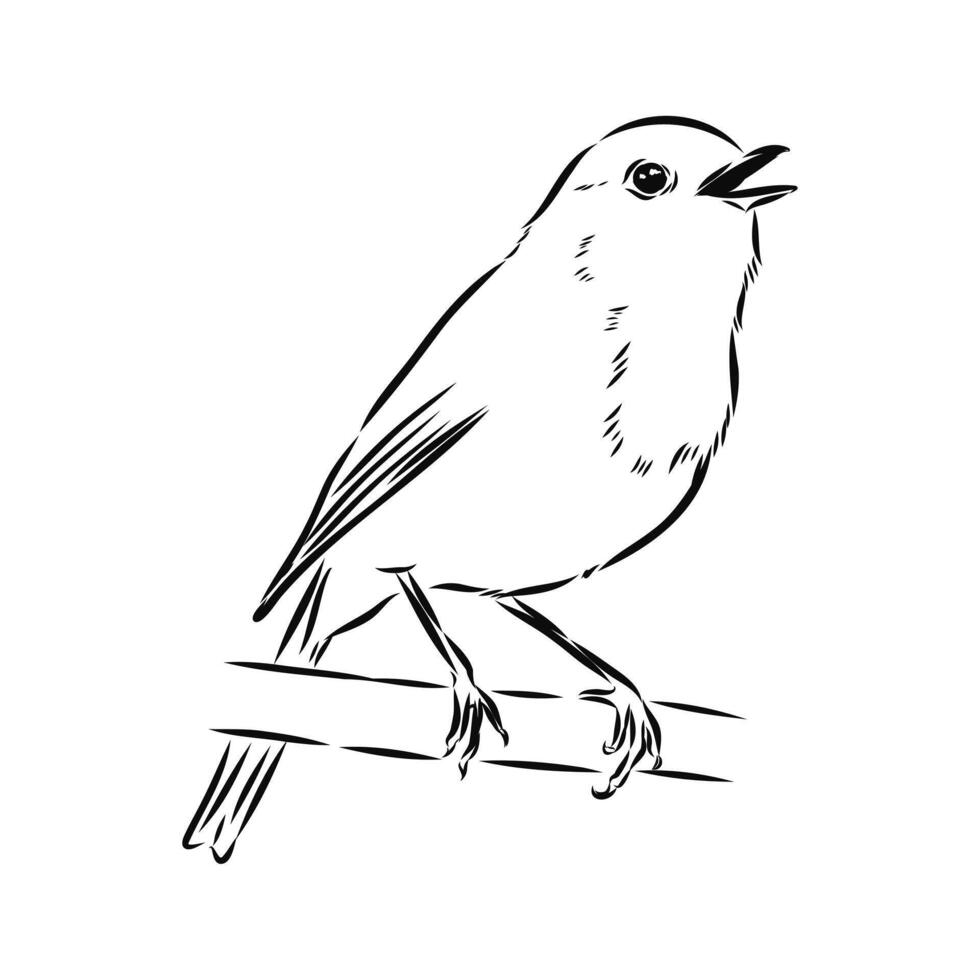 robin bird hand sketch vector