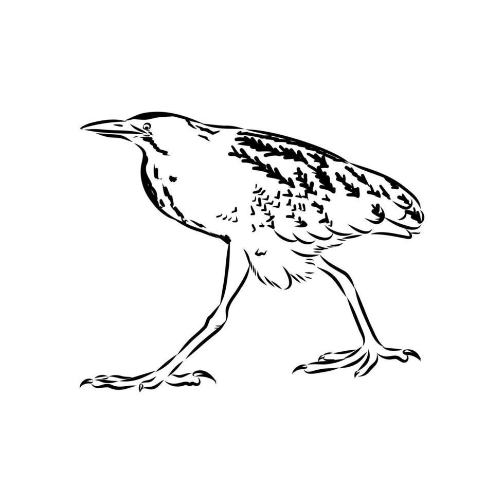 Bird drink the sketch vector