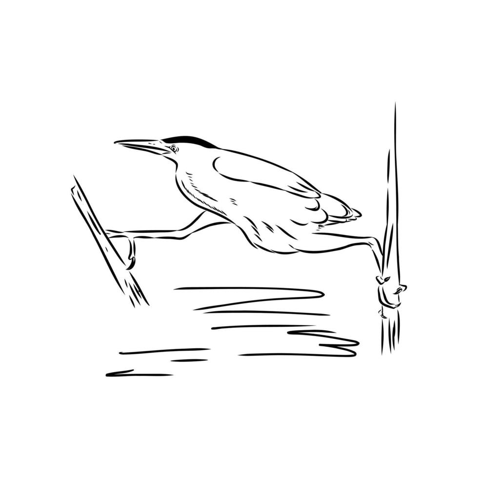 Bird drink the drawing vector