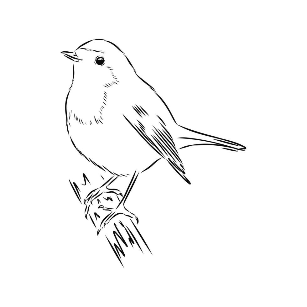 robin songbird sketch vector