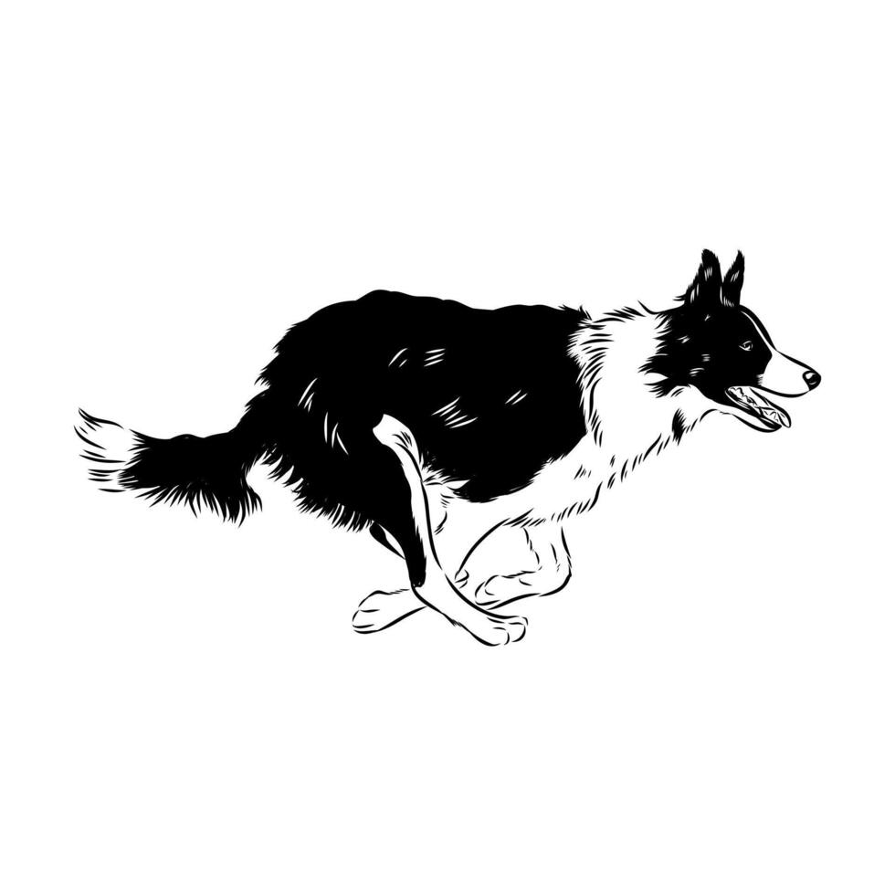 smart shepherd dog border collie sketch vector