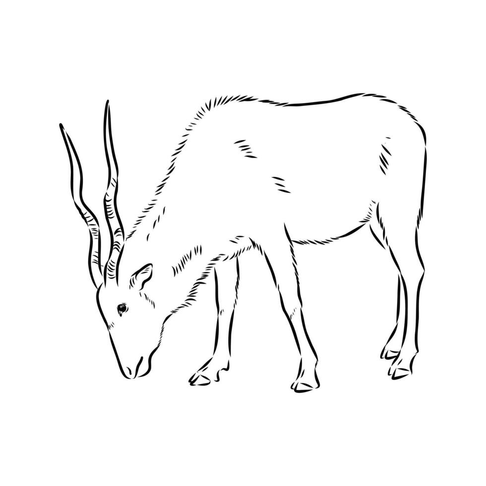 Saber-horned antelope addax drawing vector