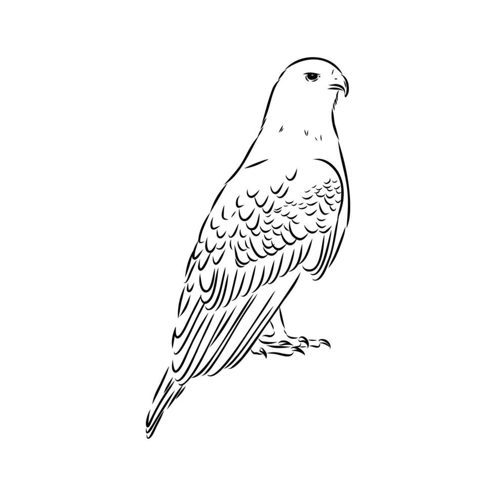 predatory eagle buzzard aguya vector