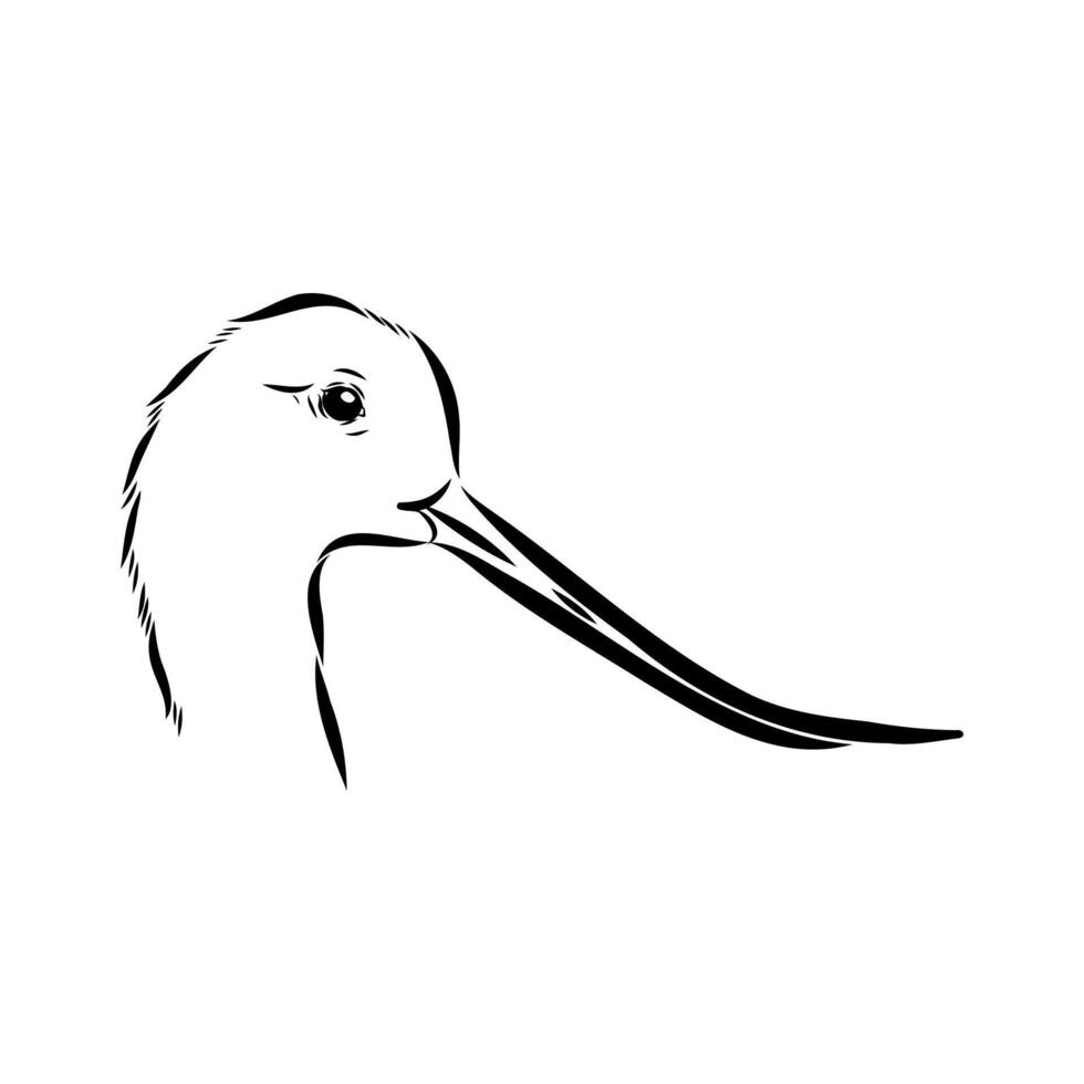 bird's head sandpiper hand sketch vector